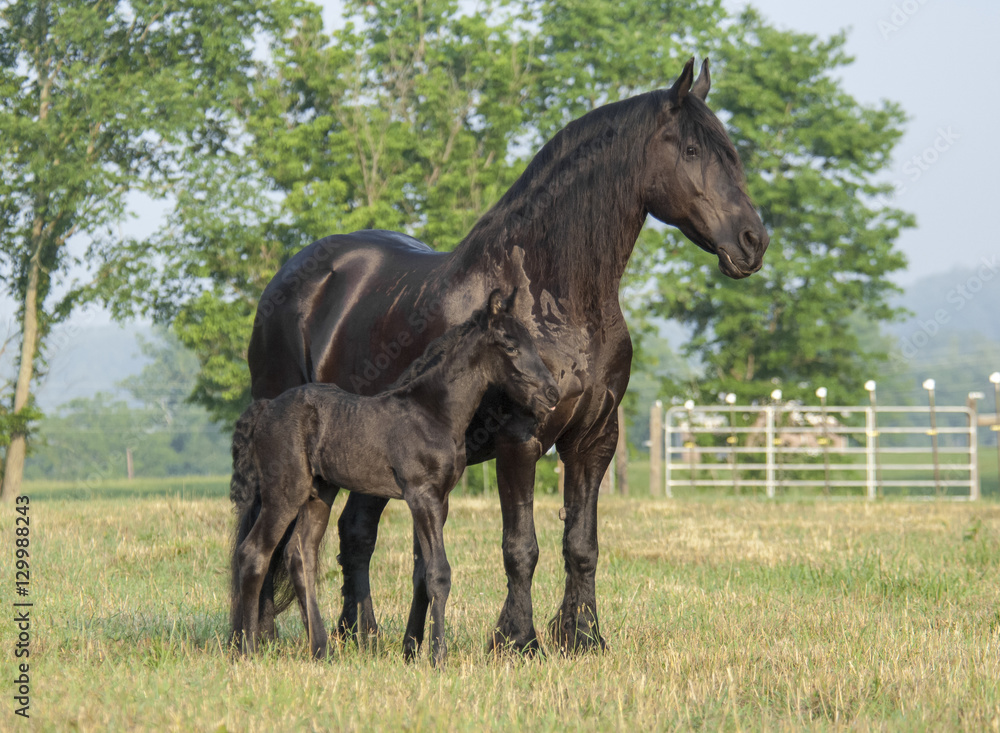 Friesian horse mare stands with 1 week old foal at side Friesian horse mare stands with 1 week old foal at side