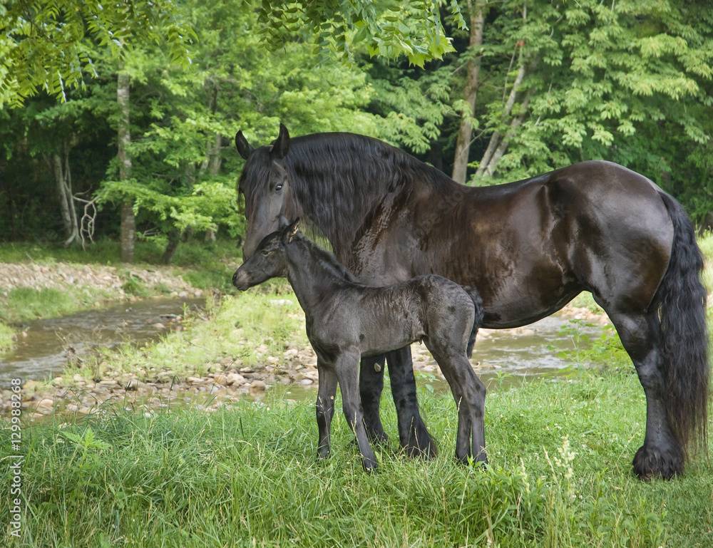 Friesian horse mare with 1 week old foal