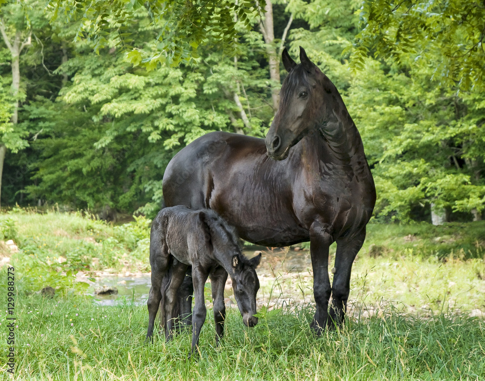 Friesian horse mare with 1 week old foal Friesian horse mare with 1 week old foal