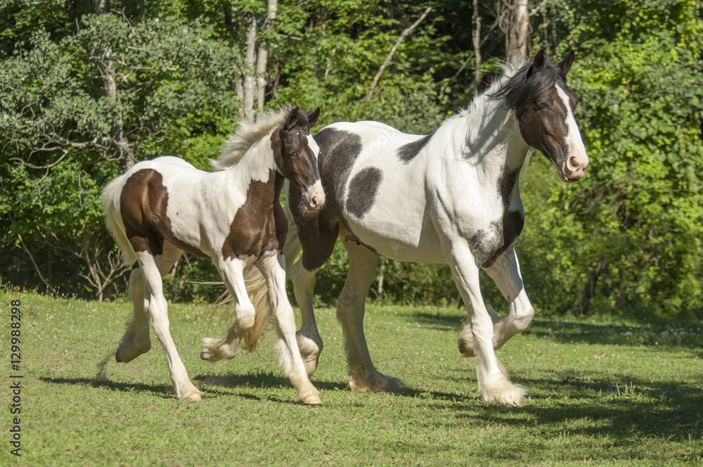 Drum Horse mare and foal run Drum Horse mare and foal run