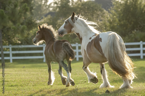 Gypsy horse with foal running