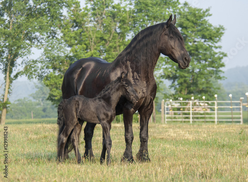 Friesian horse mare stands with 1 week old foal at side