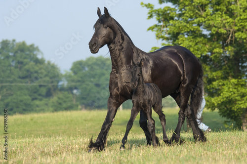 Friesian horse mare with 1 week old foal