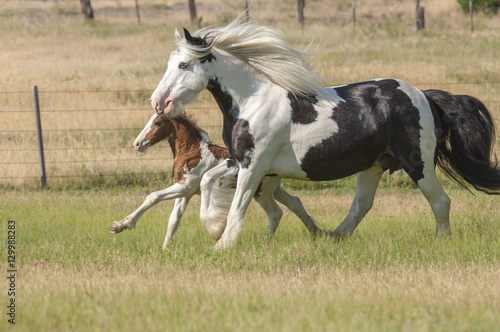 Gypsy Vanner horse mare and foal