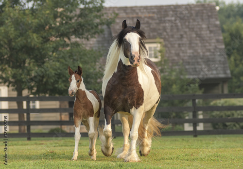 Fotografía Gypsy Vanner horse mare and foal