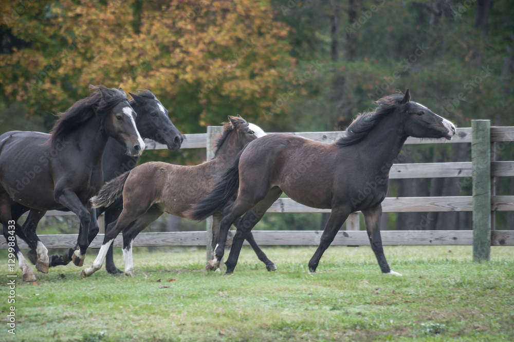 Obraz premium Connemara Pony mares & foals
