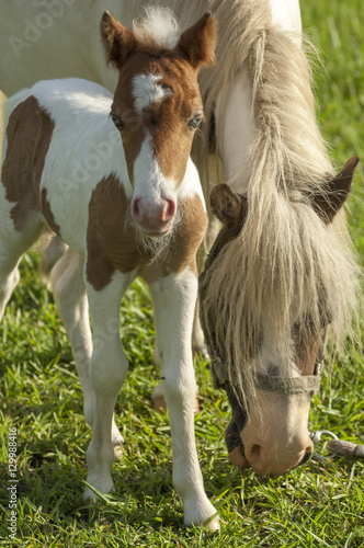 1 day old Miniature horse foal colt with mare
