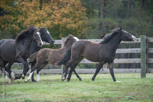 Connemara Pony mares & foals © Mark J. Barrett