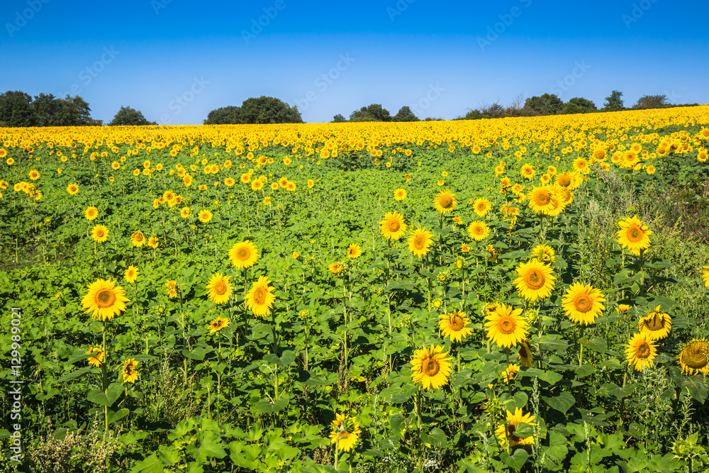 Sunflower field on a sunny day. Background of sunflower.