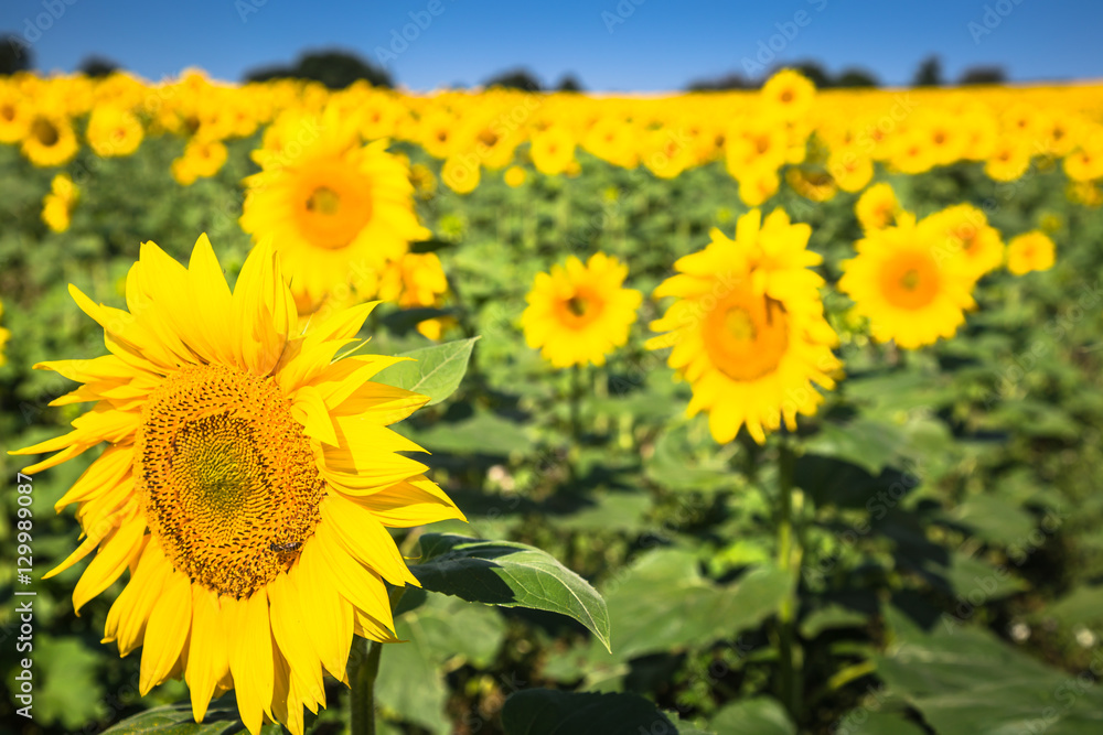 Sunflower field on a sunny day. Background of sunflower. Sunflower field on a sunny day. Background of sunflower.