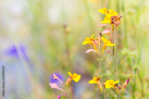 Wild flower, Utricularia bifida