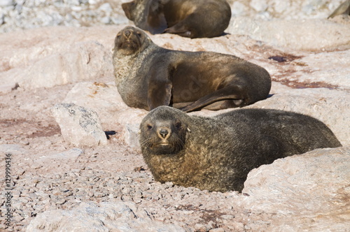 Fur seals, Gourdin Island, Antarctic Peninsula, Antarctica photo