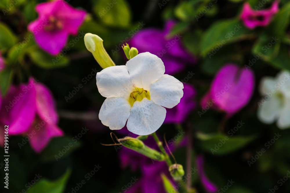 Fototapeta premium Flowers in summer