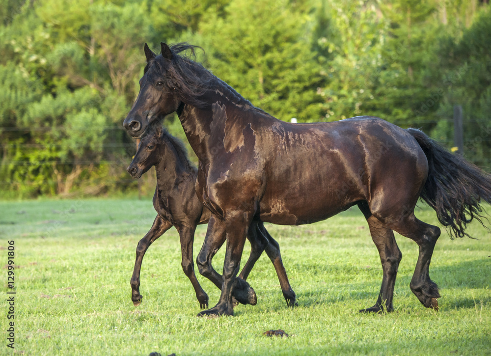 Friesian horse mare and foal run in green paddock Friesian horse mare and foal run in green paddock