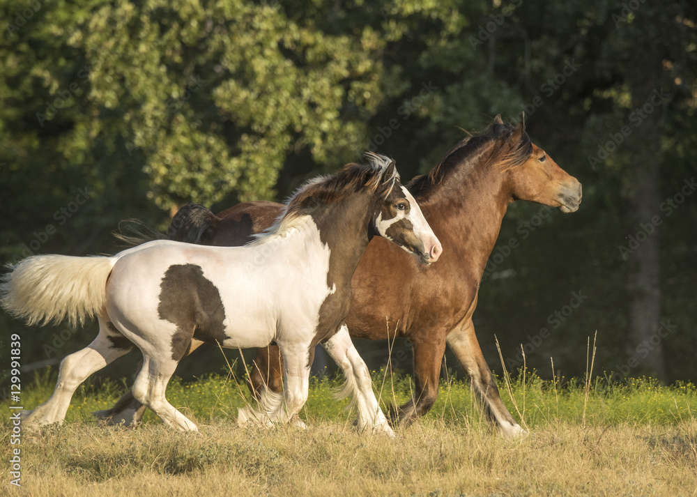 Gypsy horse mare and foal run in field Gypsy horse mare and foal run in field