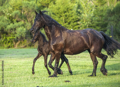 Friesian horse mare and foal run in green paddock