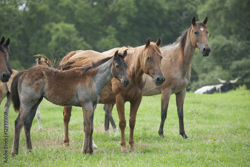 Quarter Horses alert in pasture