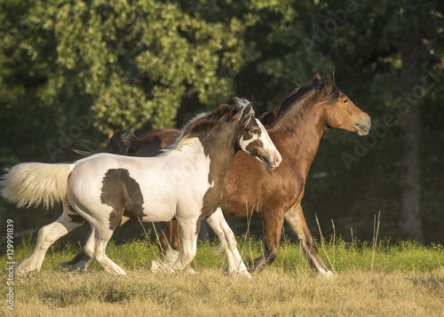 Gypsy horse mare and foal run in field