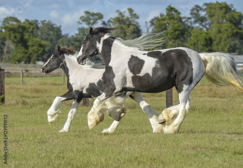 Gypsy Vanner horse mare and foal © Mark J. Barrett
