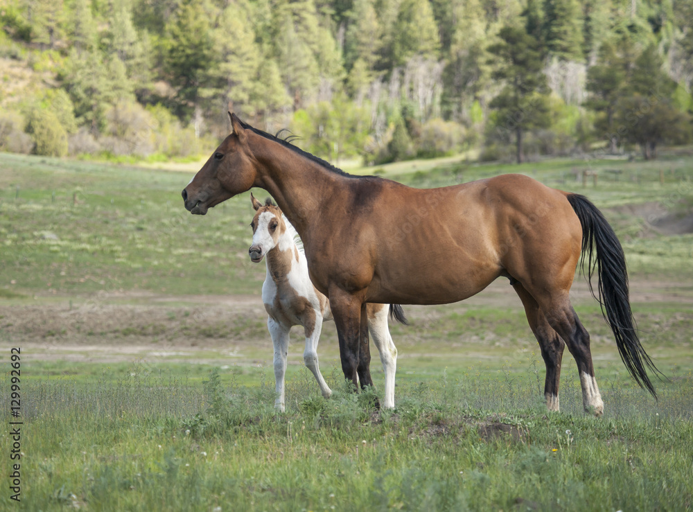 quarter horse mare and foal