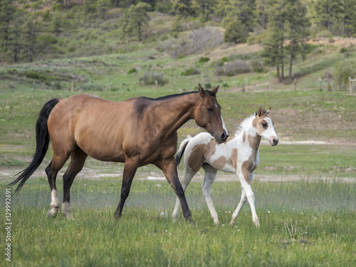 quarter horse mare and foal © Mark J. Barrett