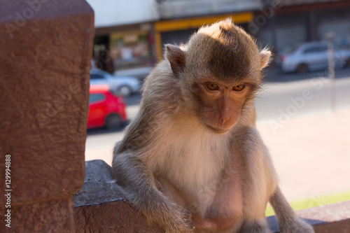 Street monkey © frank29052515