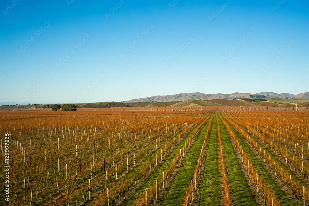 View of the vineyards in the Marlborough region