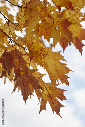 Maple leaves in Autumn, Cooperstown, New York, USA photo