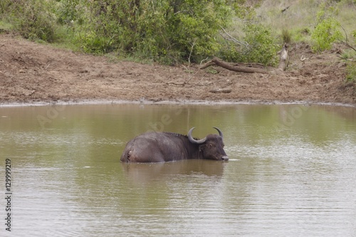 Water Buffalo wading in river