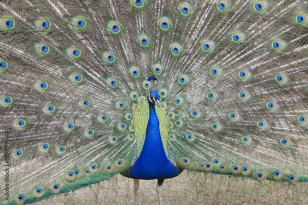 Naklejka premium Indian Peafowl Pavo cristatus (Asiatic)with tail feathers displayed in courtship ritual