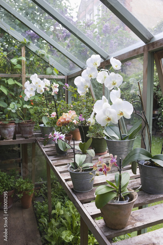 Flowering orchid on workbench in greenhouse