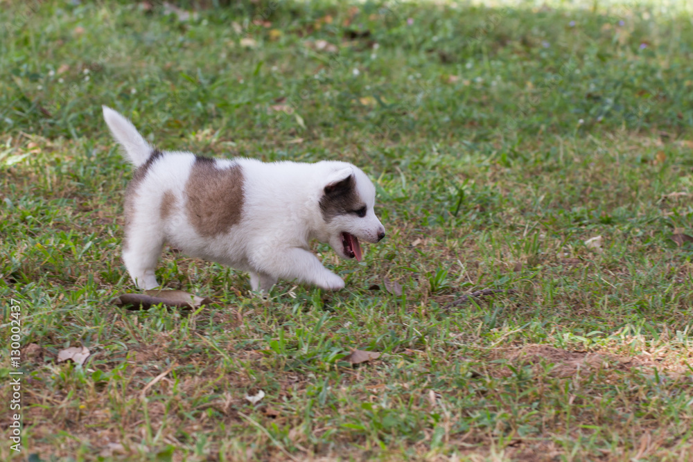 Seven week old puppy dog outdoors on a sunny day. Seven week old puppy dog outdoors on a sunny day.