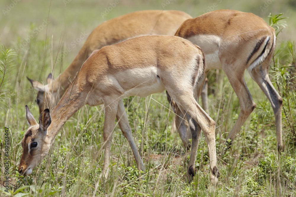 Impala grazing Impala grazing