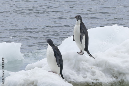 Adele Penguins on ice in Antarctica