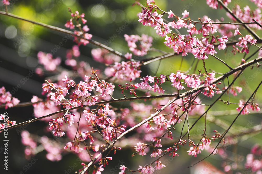 Wild Himalayan Cherry in selective focus point Wild Himalayan Cherry in selective focus point