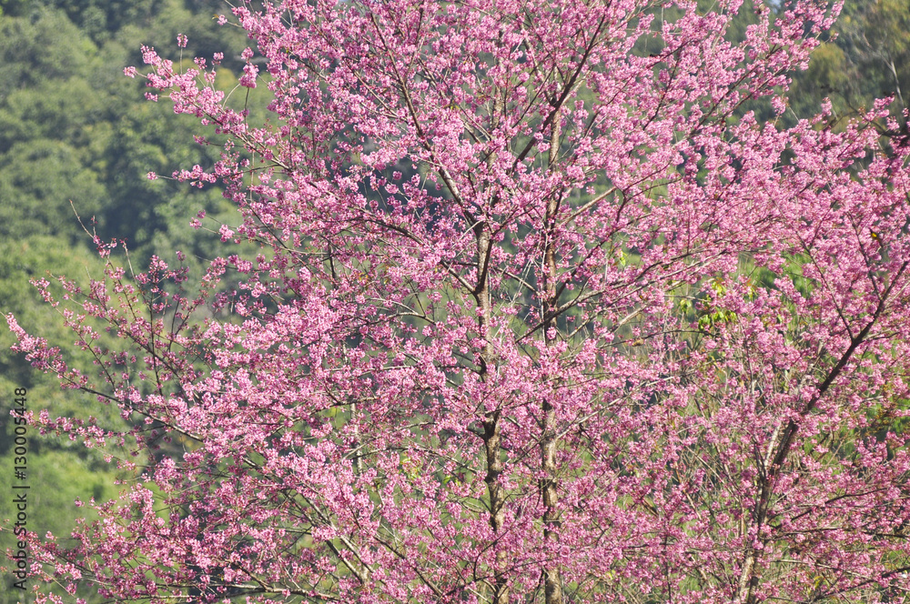 Wild Himalayan Cherry in selective focus point