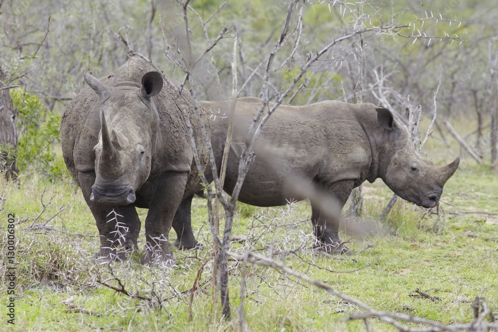 Fototapeta premium Two Rhinoceros stand in African plains