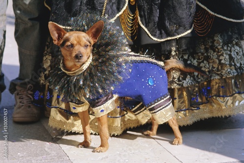 Small dog in carnival costume, Venice Carnival, Venice, Veneto