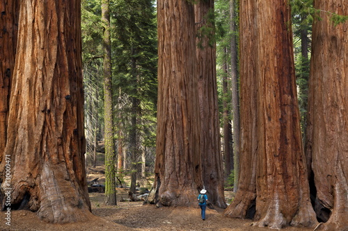 Tourist hiker, admiring the Giant Sequoia trees (Sequoiadendron giganteum), known as the Parker Group, Sequoia National Park, Sierra Nevada, California photo