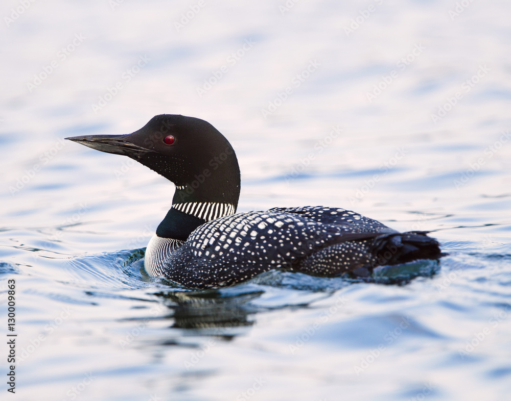 Common Loon Closeup (Gavia immer)