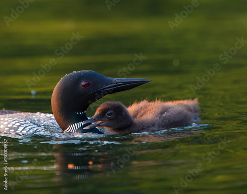 Common Loon (Gavia immer) baby loon chick begging parent for food on a northwoods lake in Wisconsin.