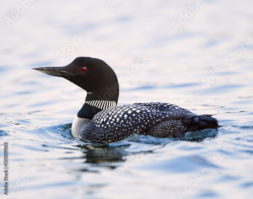 Obraz na płótnie Common Loon Closeup (Gavia immer) w salonie