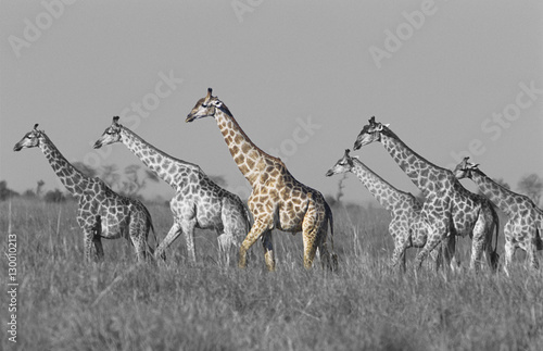 Fototapeta Naklejka Na Ścianę i Meble -  Side  view of giraffes walking in field