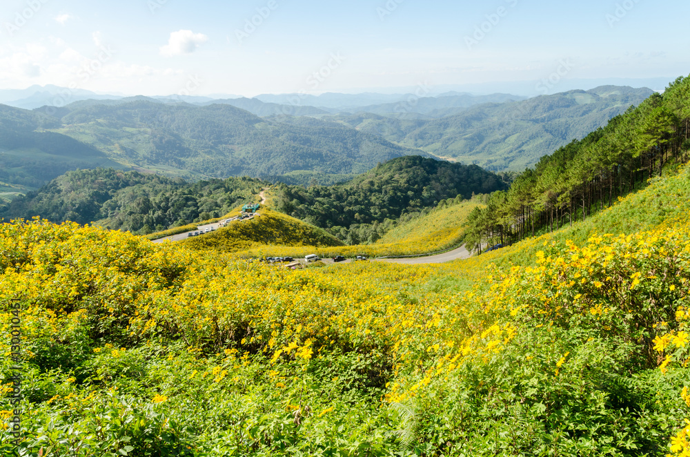 Tung Bua Tong in Thai language at Mae Hong Son Thailand,Beautiful yellow flower on hill