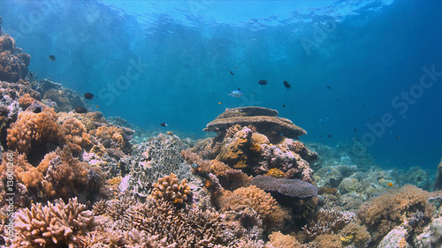 Colorful coral reef with plenty fish.