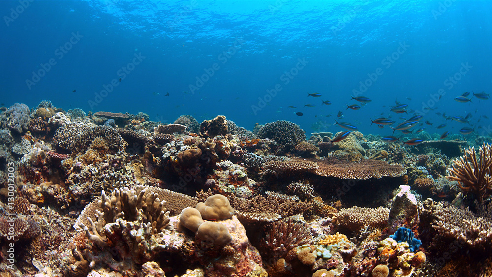 Obraz premium Colorful coral reef with plenty fish.