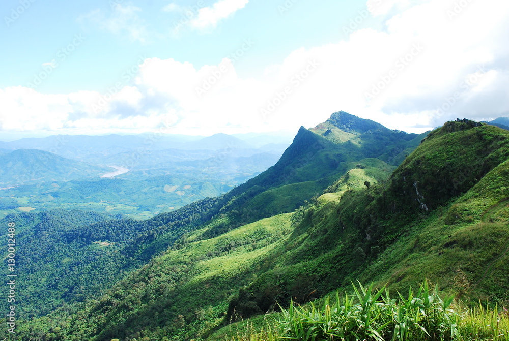 Fototapeta premium field