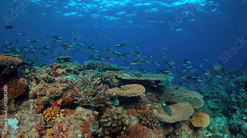 Colorful coral reef with healthy hard corals and plenty fish.