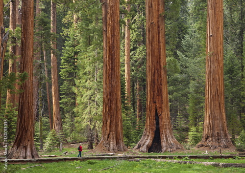 Tourist admiring the Giant Sequoia trees (Sequoiadendron giganteum), hiking on the Big Trees trail, Round Meadow, Sequoia National Park, Sierra Nevada, California photo