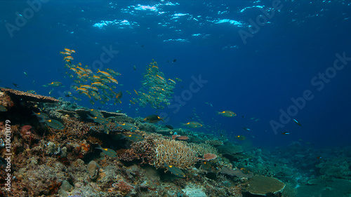 Colorful coral reef with healthy hard corals and plenty fish.